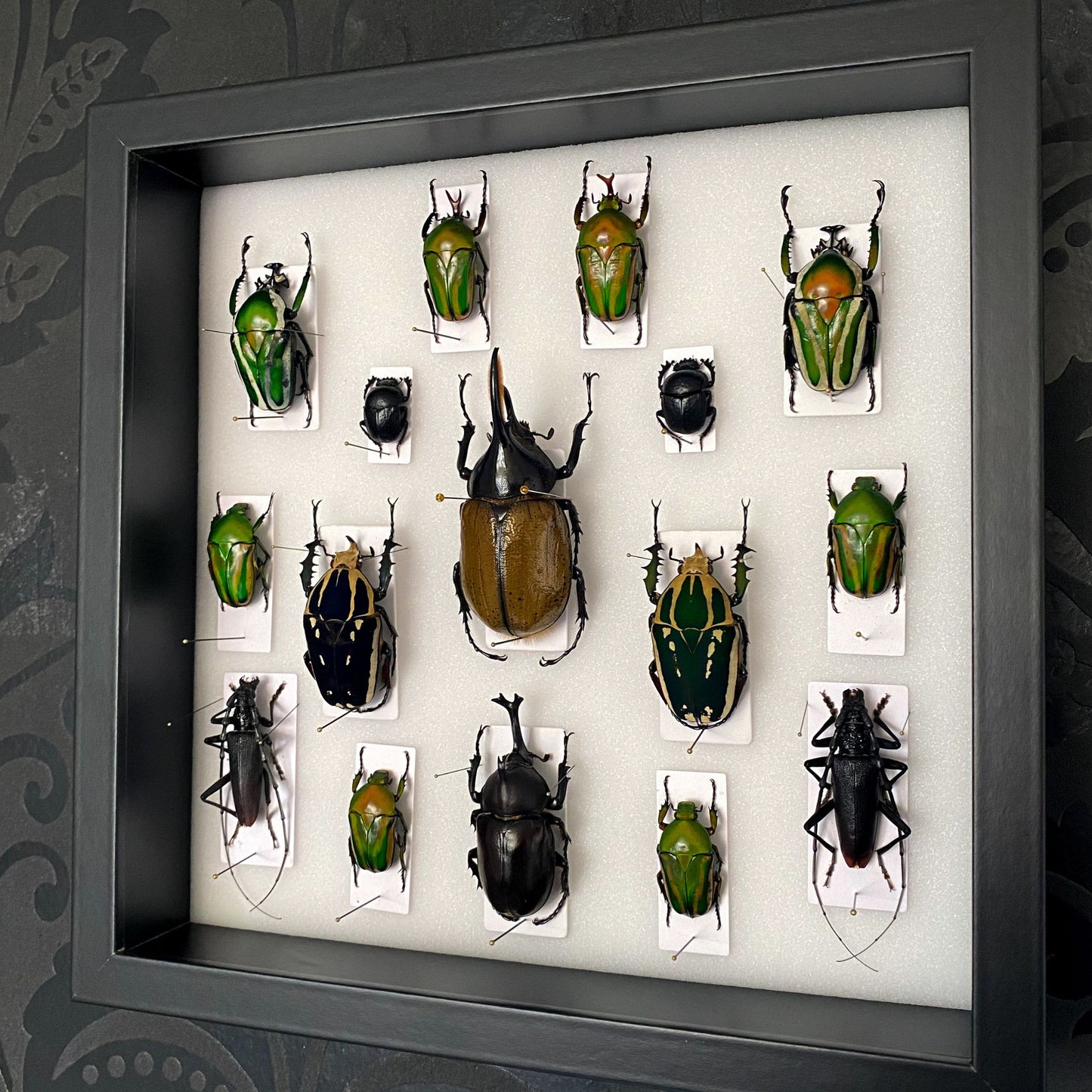insect display frame