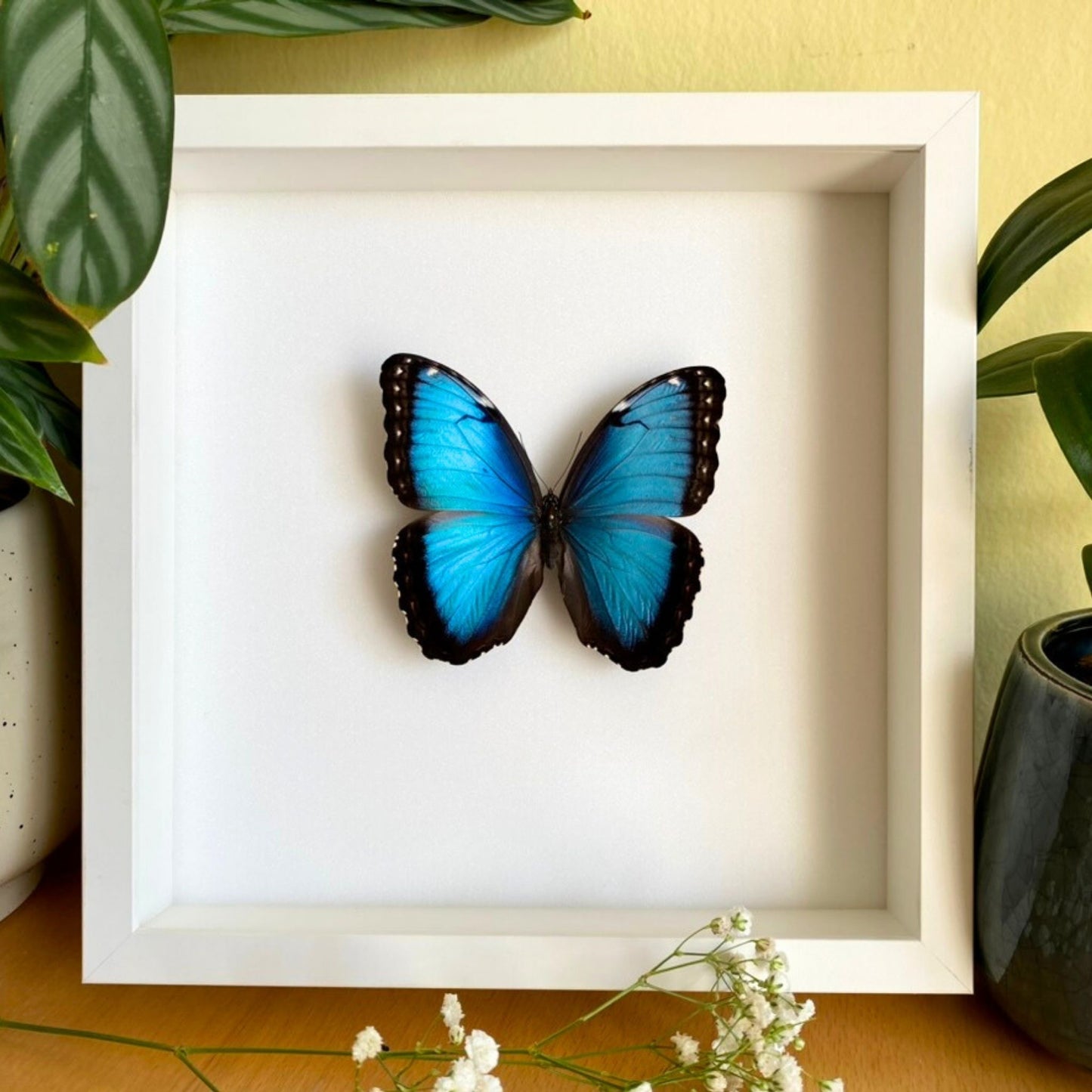 white butterfly frame