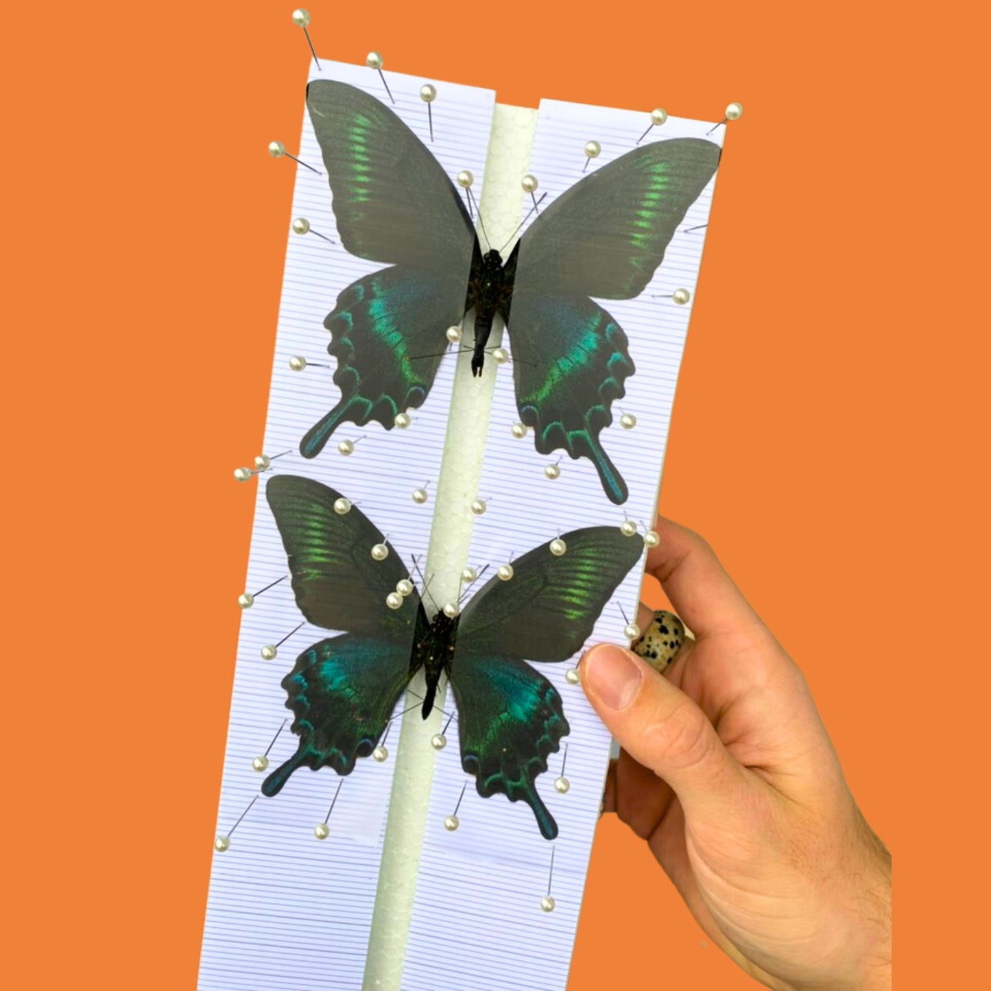 butterfly spreading board