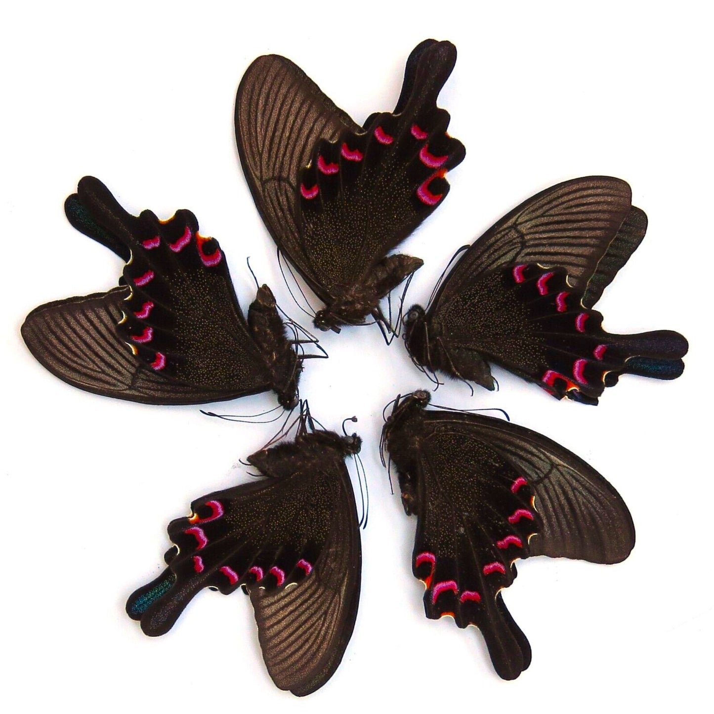 papilio bianor
