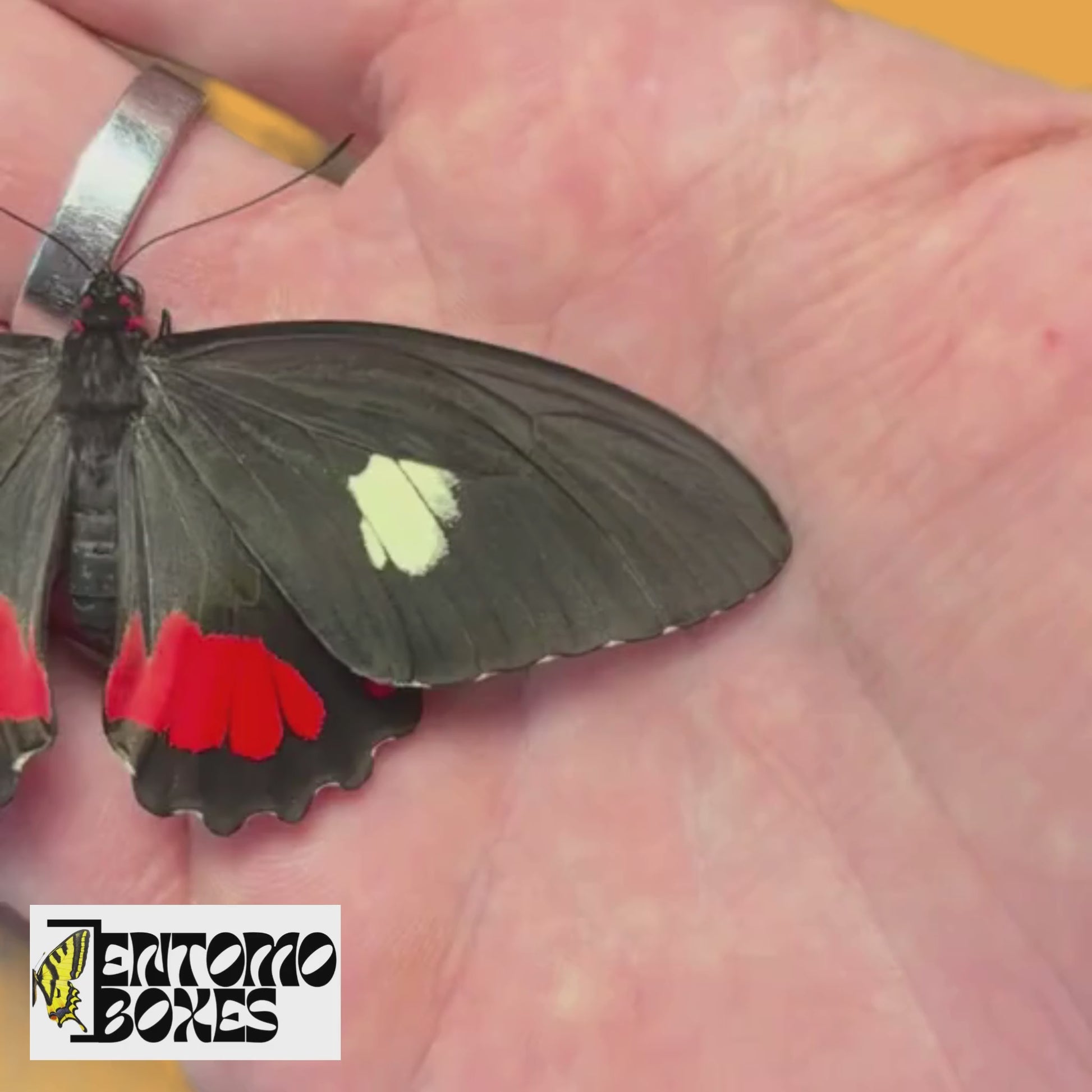 parides butterfly for sale