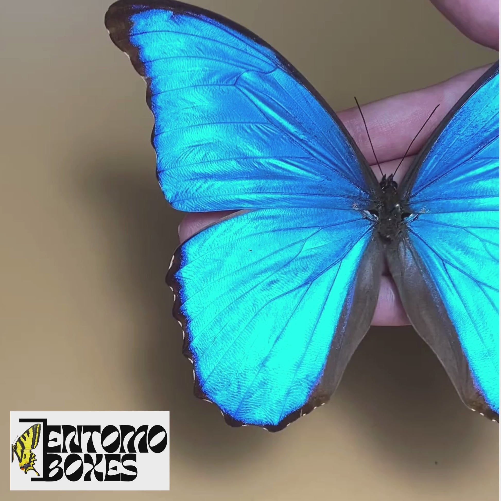 Morpho didius for sale
