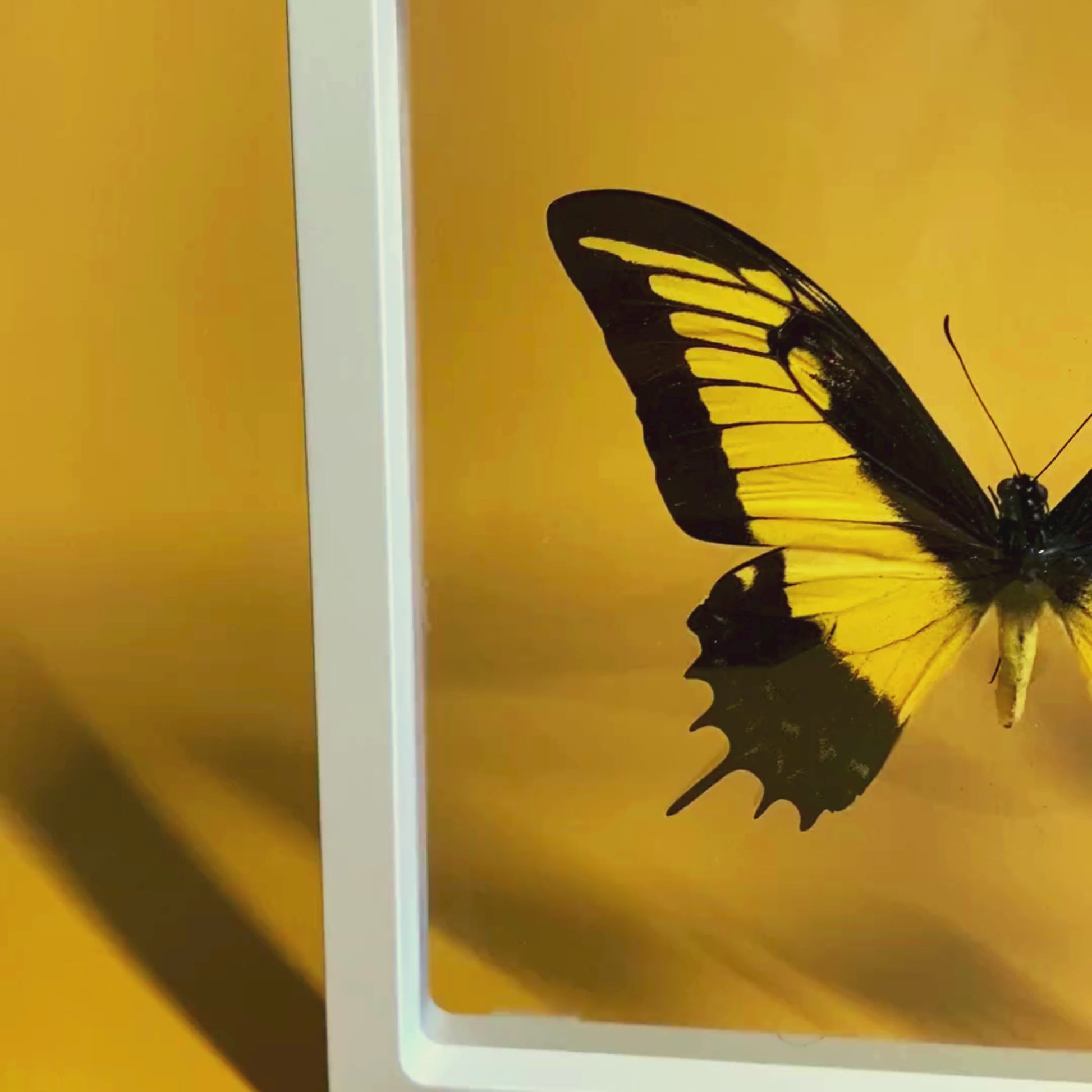 transparent insect frame