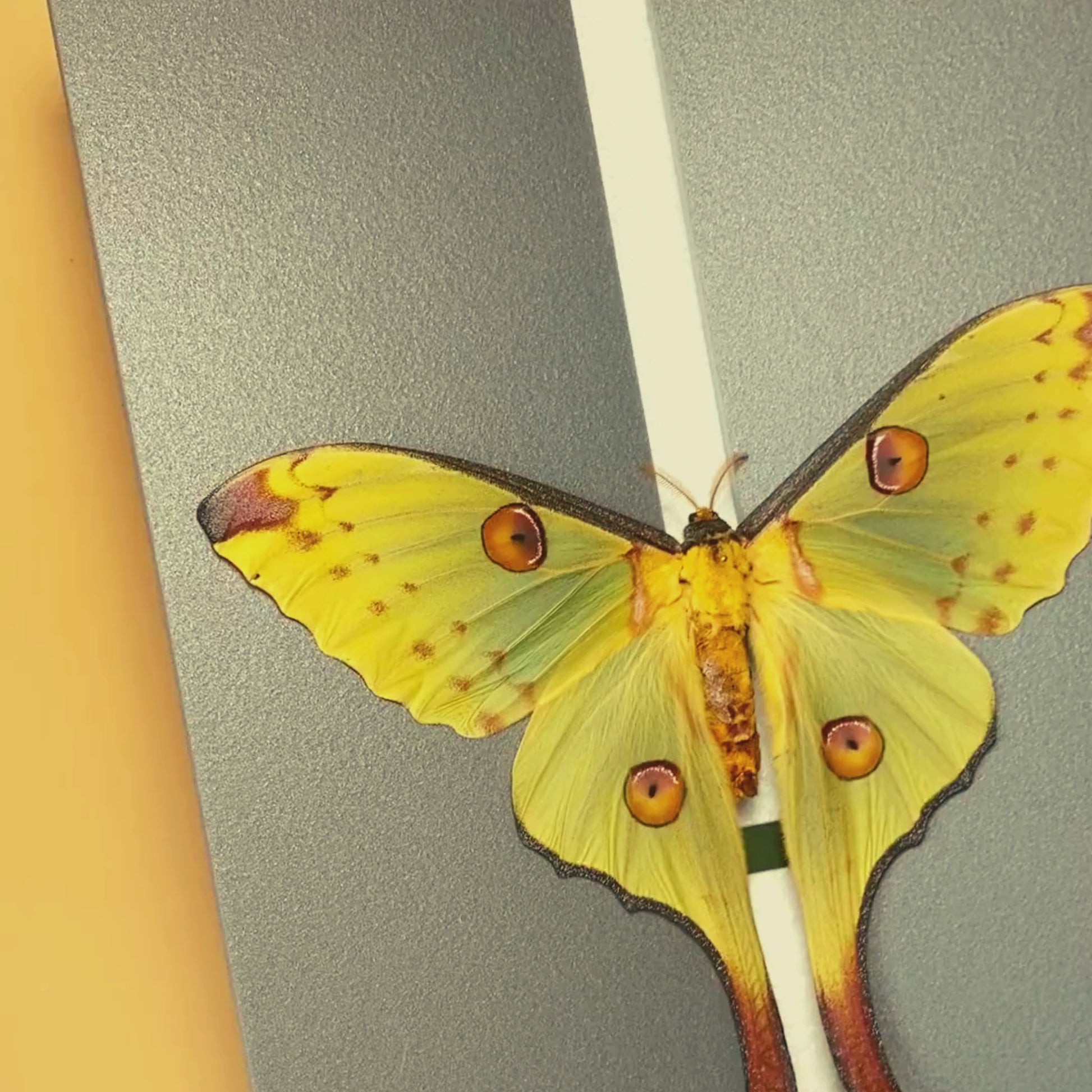 large moth spreading board