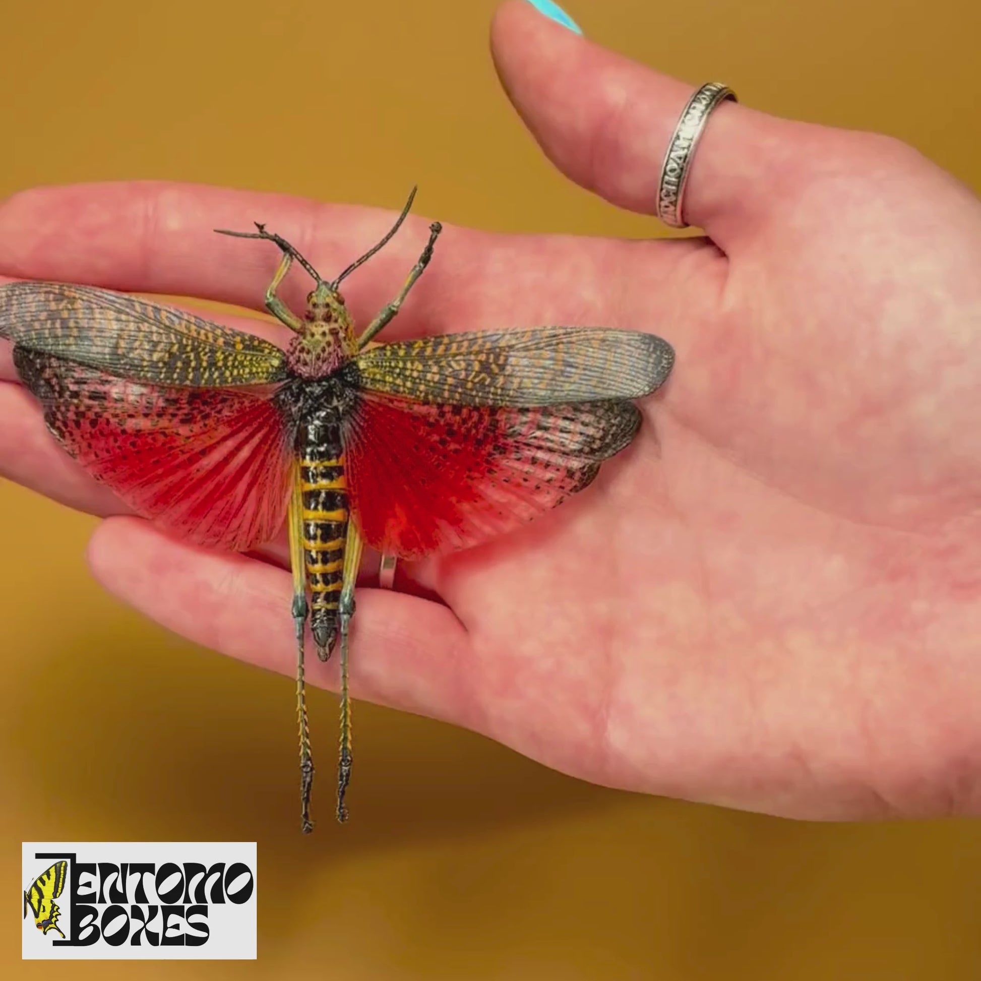 Phymateus saxosus Grasshopper for sale