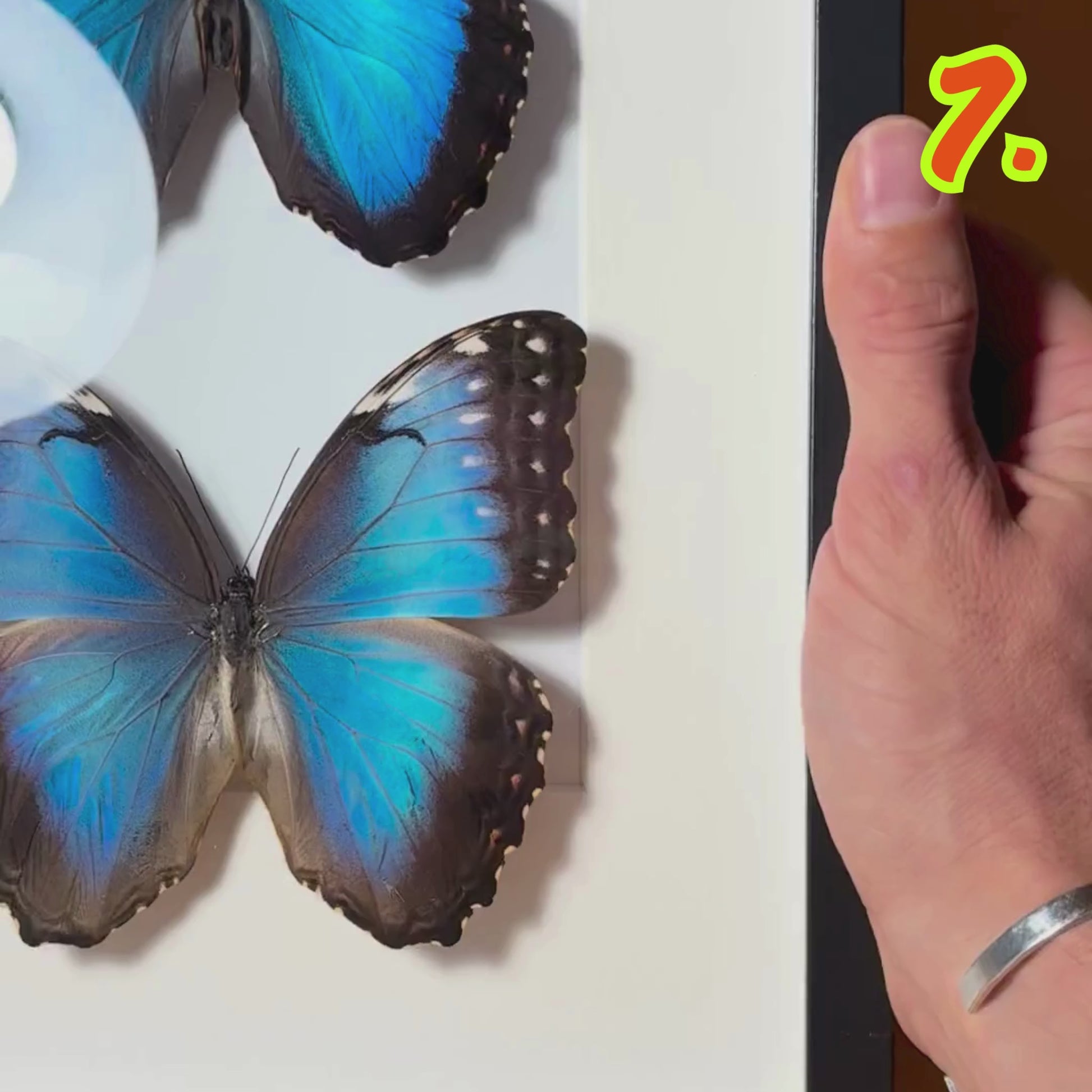 blue morpho butterfly pair in frame