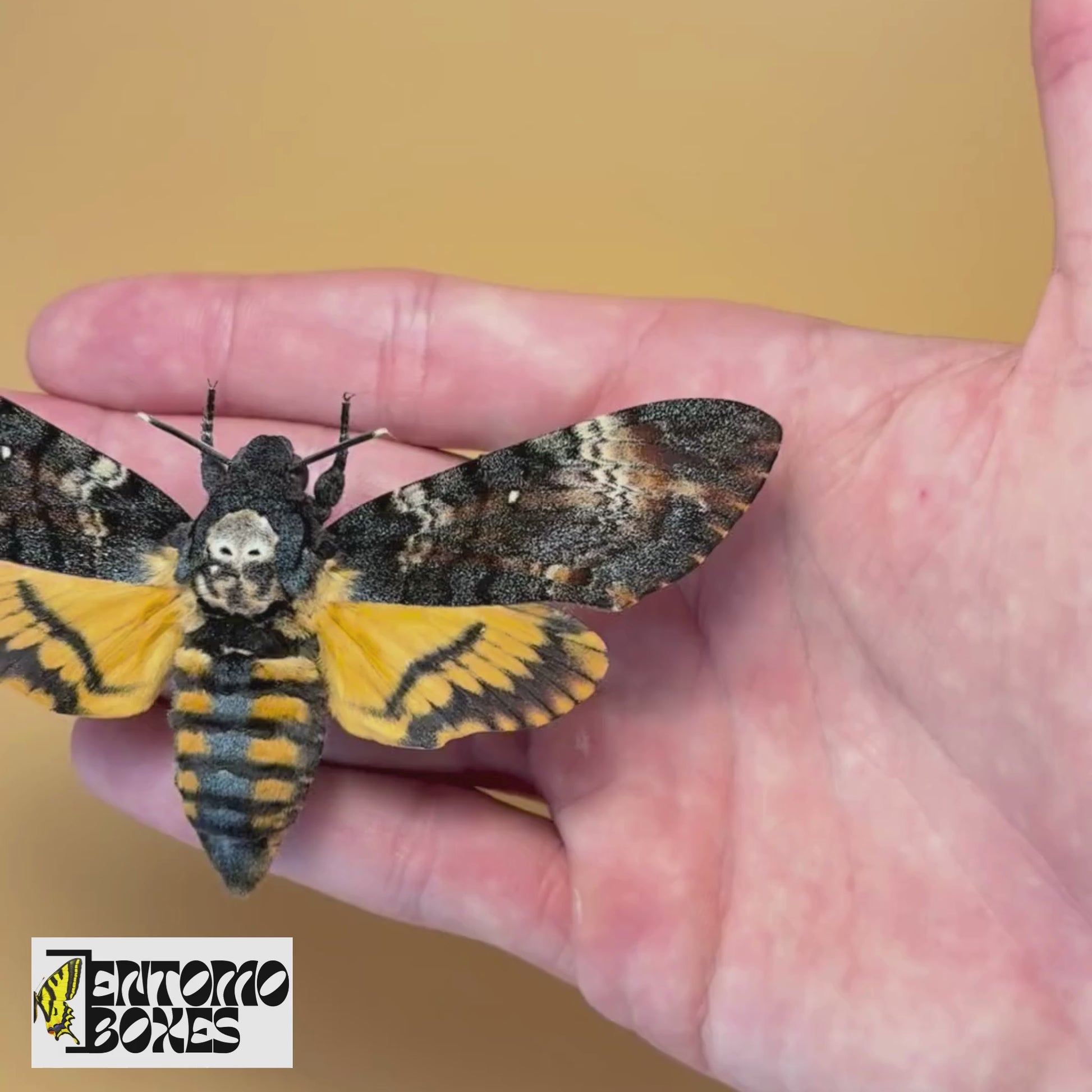 Acherontia atropos the death's-head hawkmoth for sale
