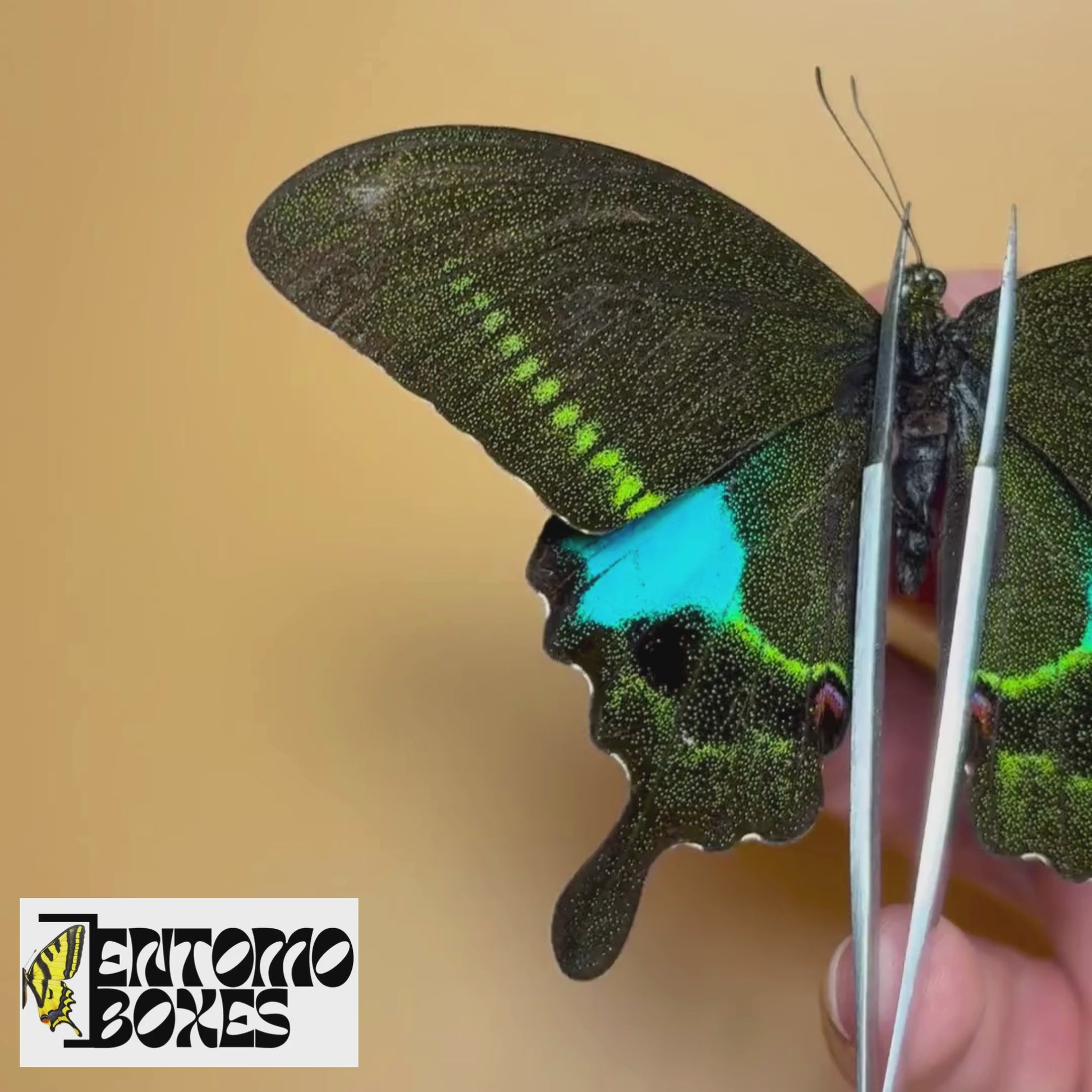 papilio paris