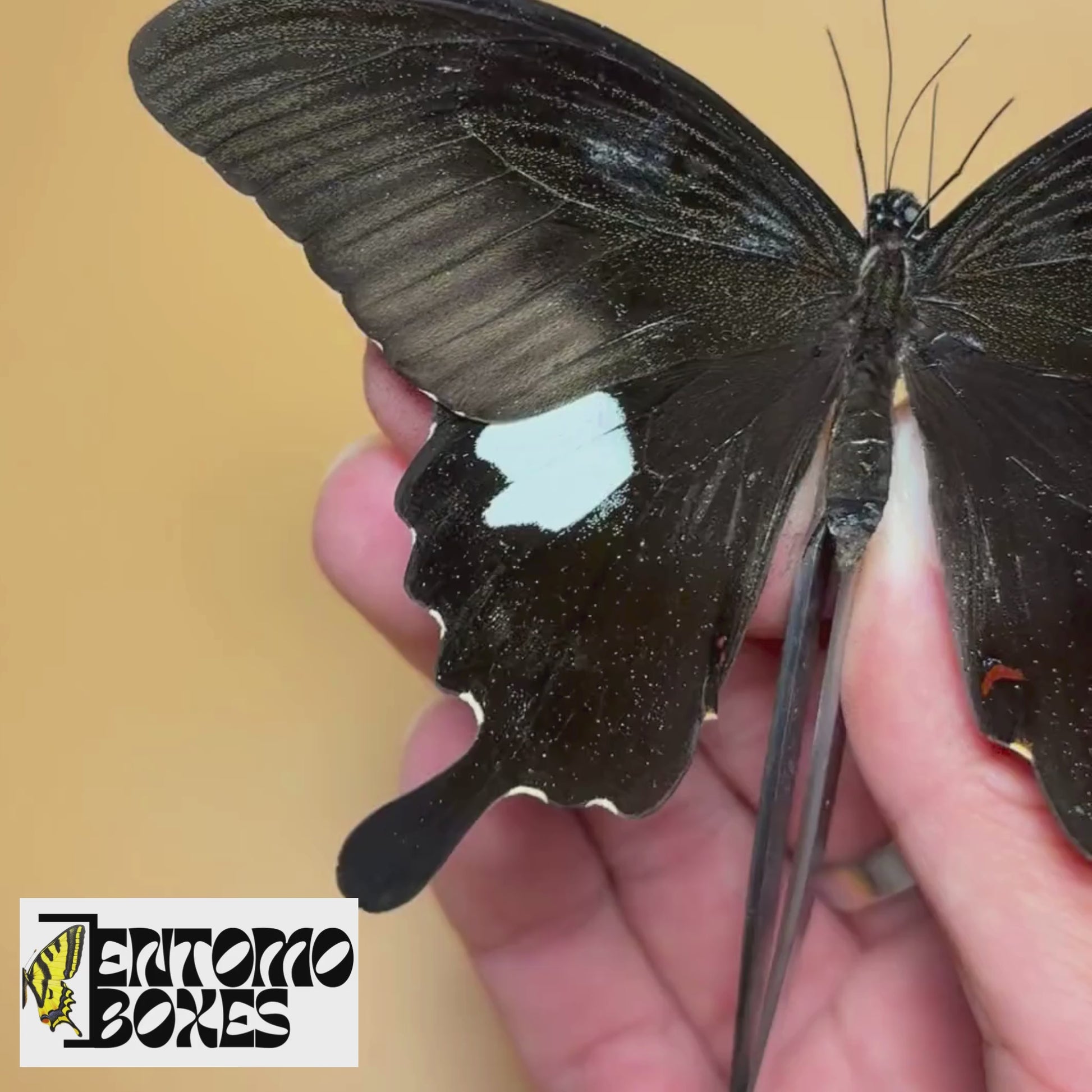 papilio helenus