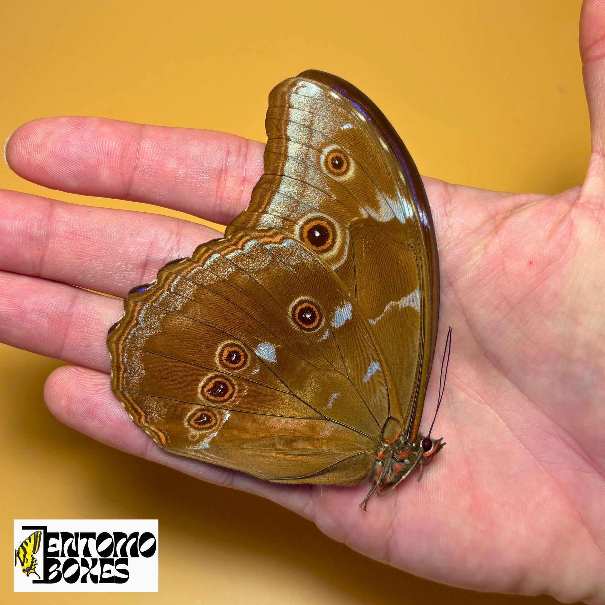 Morpho didius papered for sale