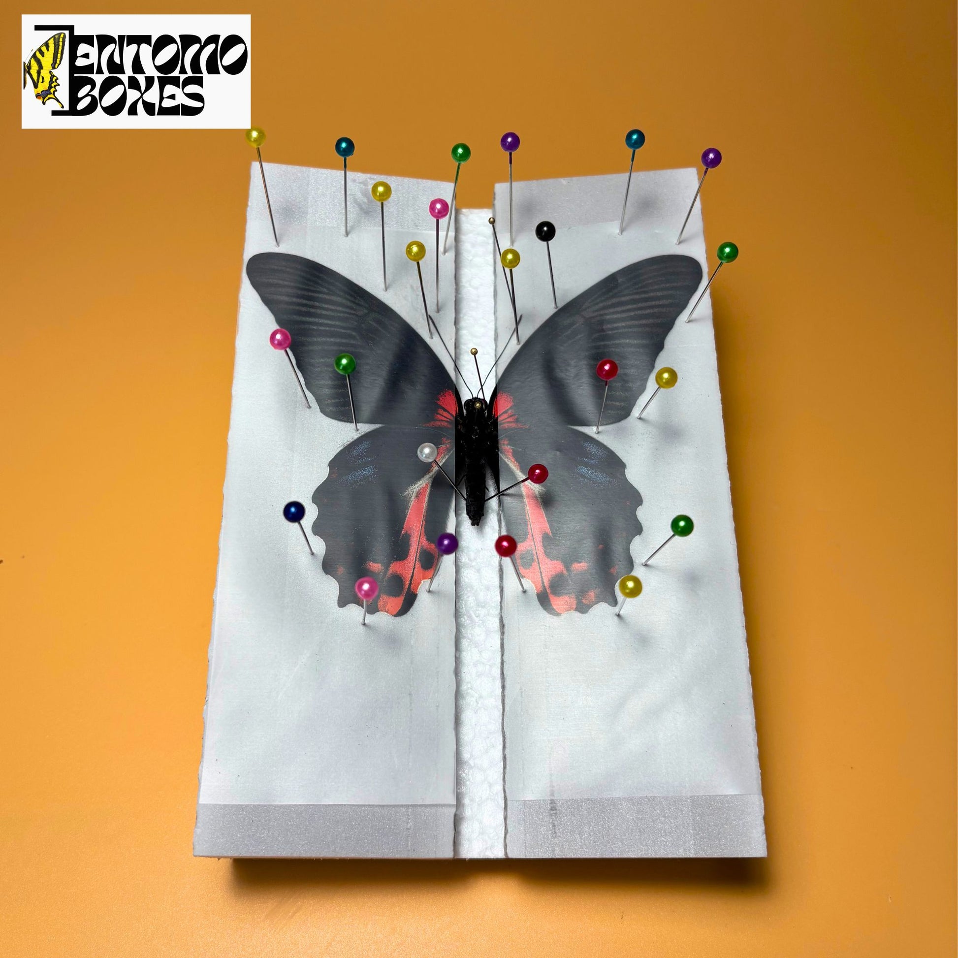 butterfly collection starting kit