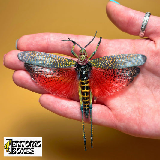 Phymateus saxosus Grasshopper for sale