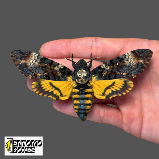 Acherontia atropos the death's-head hawkmoth for sale