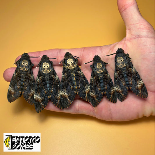 Acherontia atropos, the African death's-head hawkmoth for sale