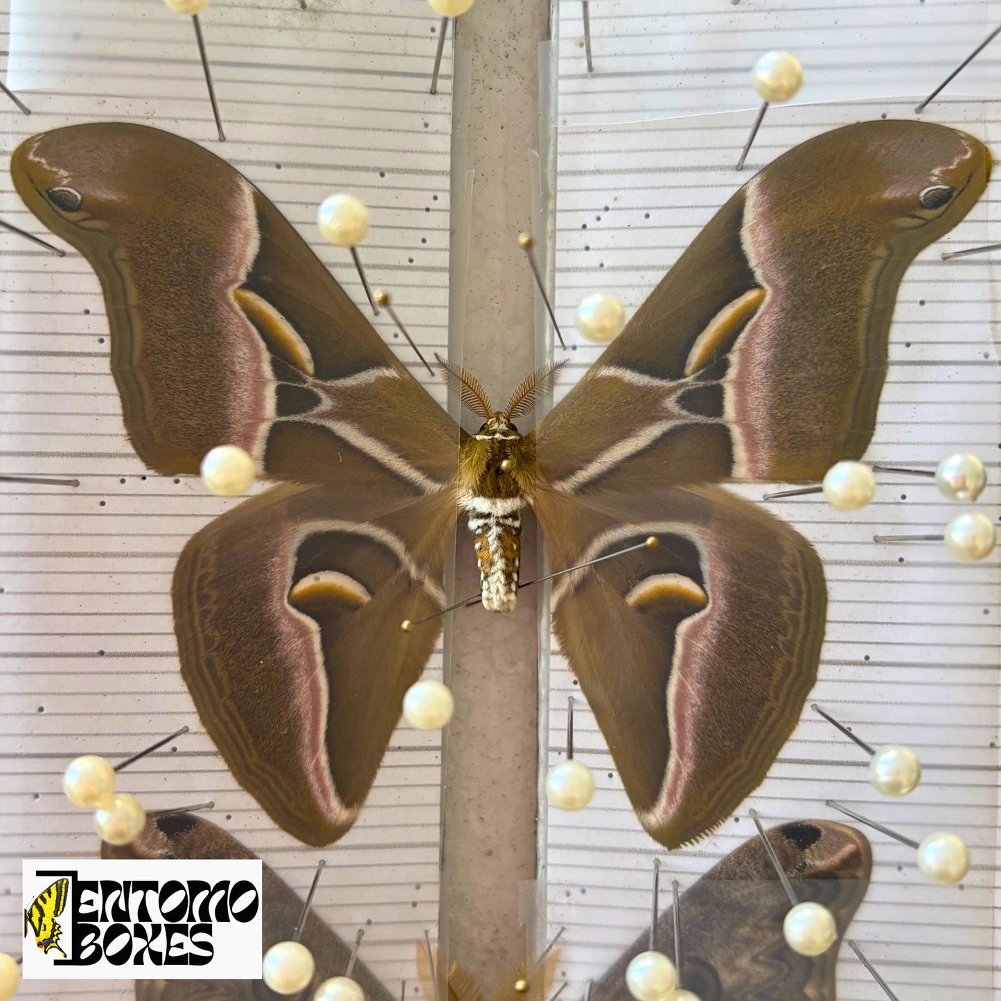 Papillons de nuit tapissés de Samia Wangi