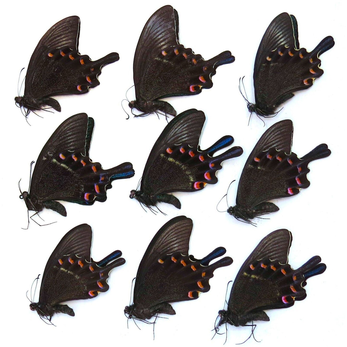the alpine black swallowtail