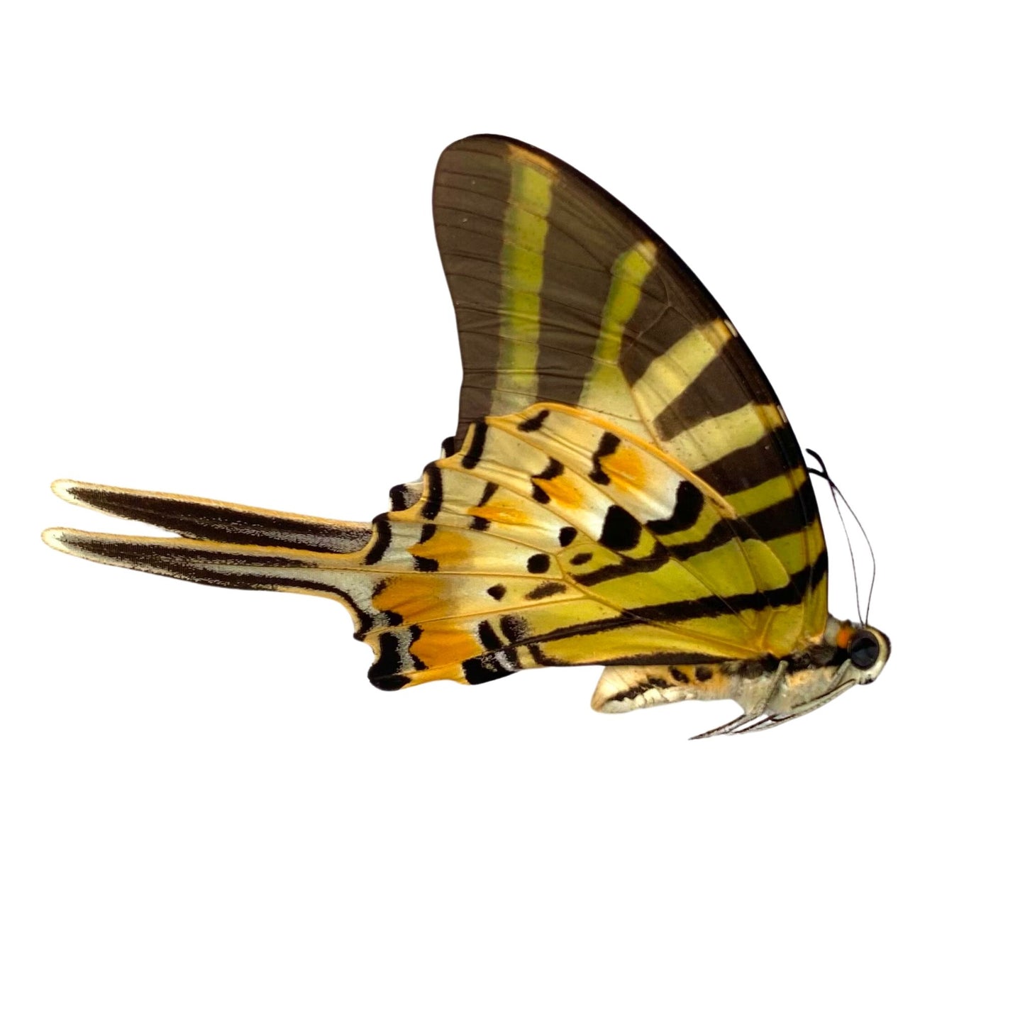 Graphium antiphates
