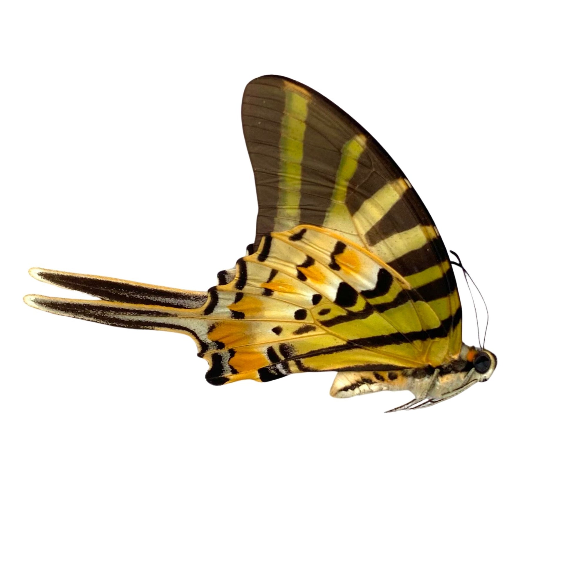 Graphium antiphates