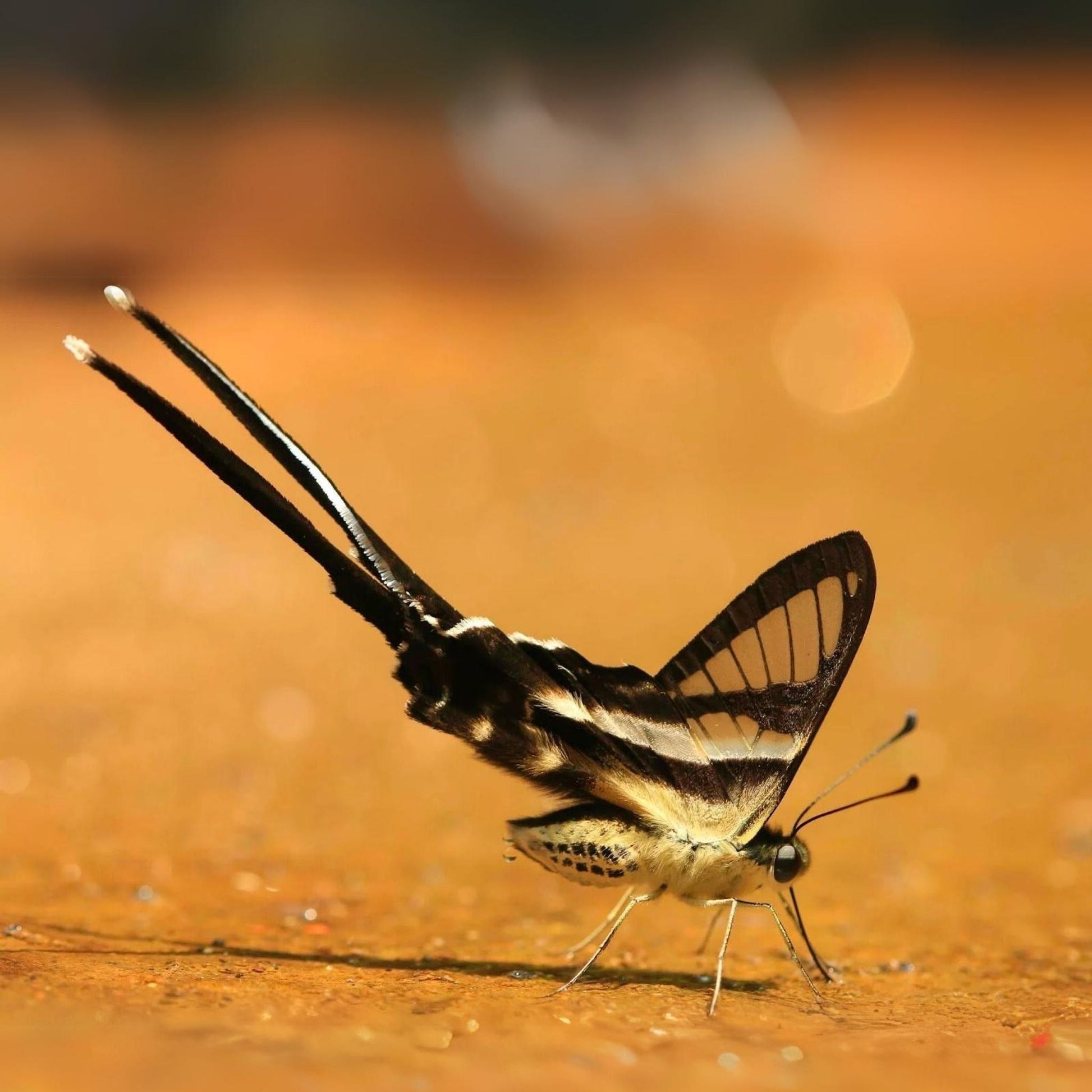 the white dragontail