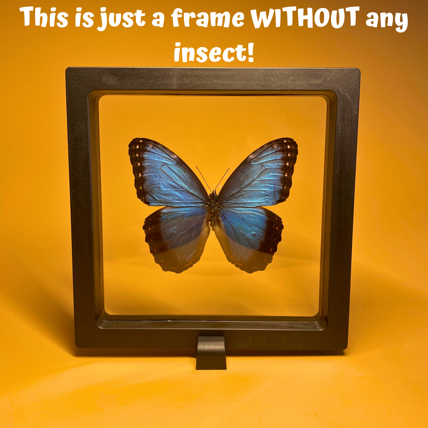 transparent butterfly frame