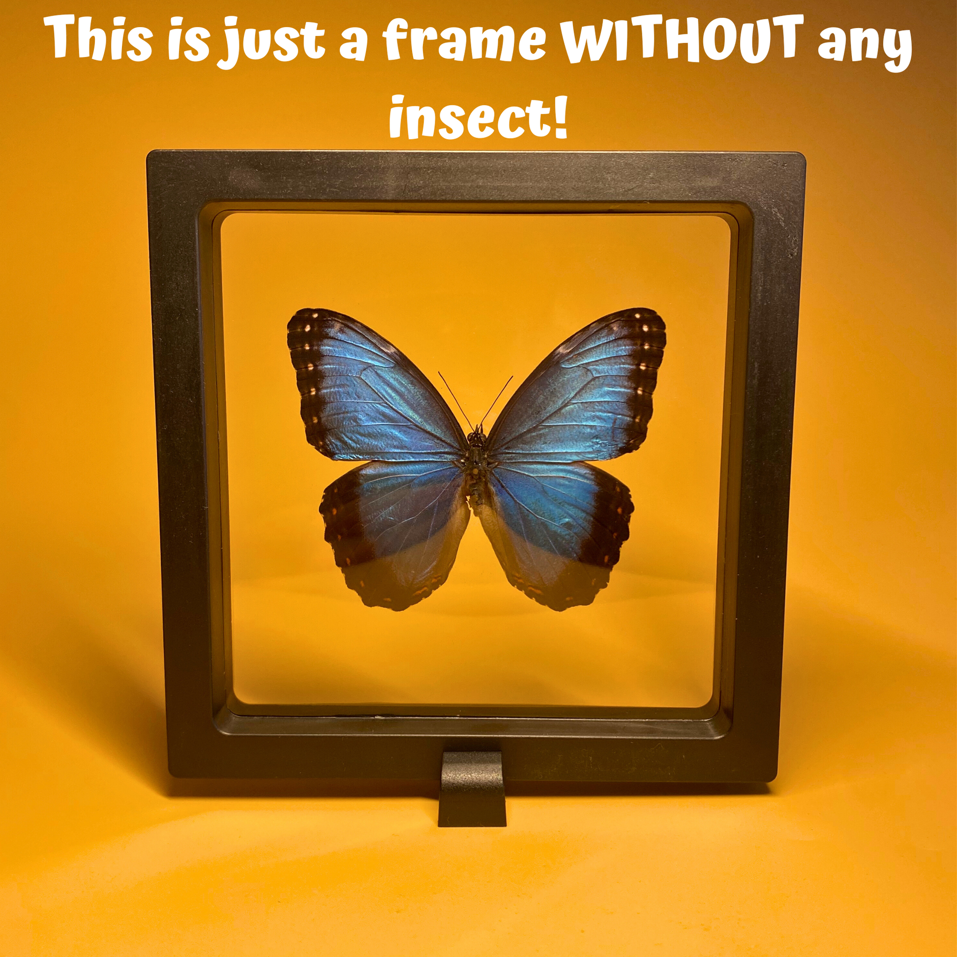 transparent butterfly frame