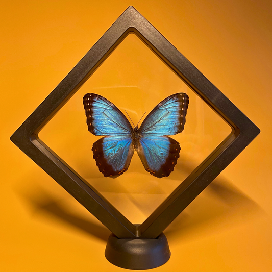 transparent insect display frame