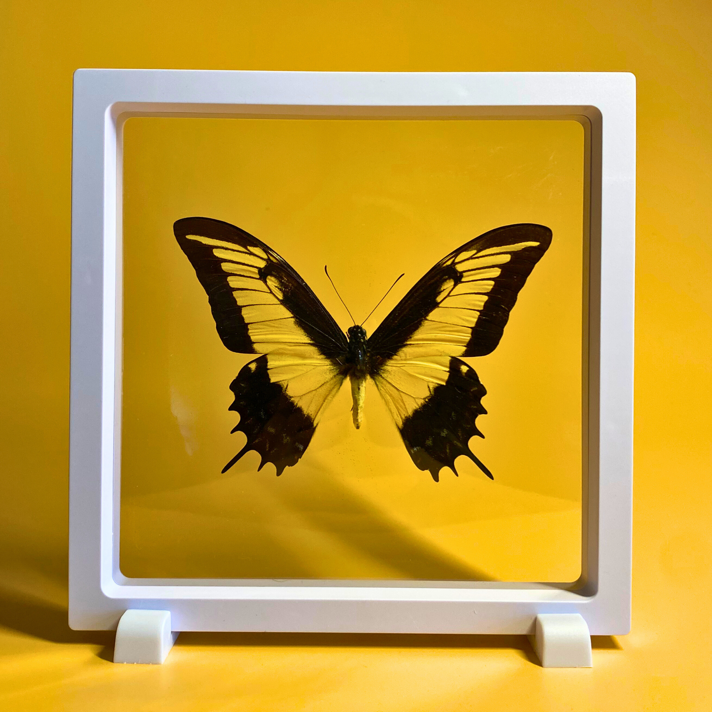 butterfly display frame