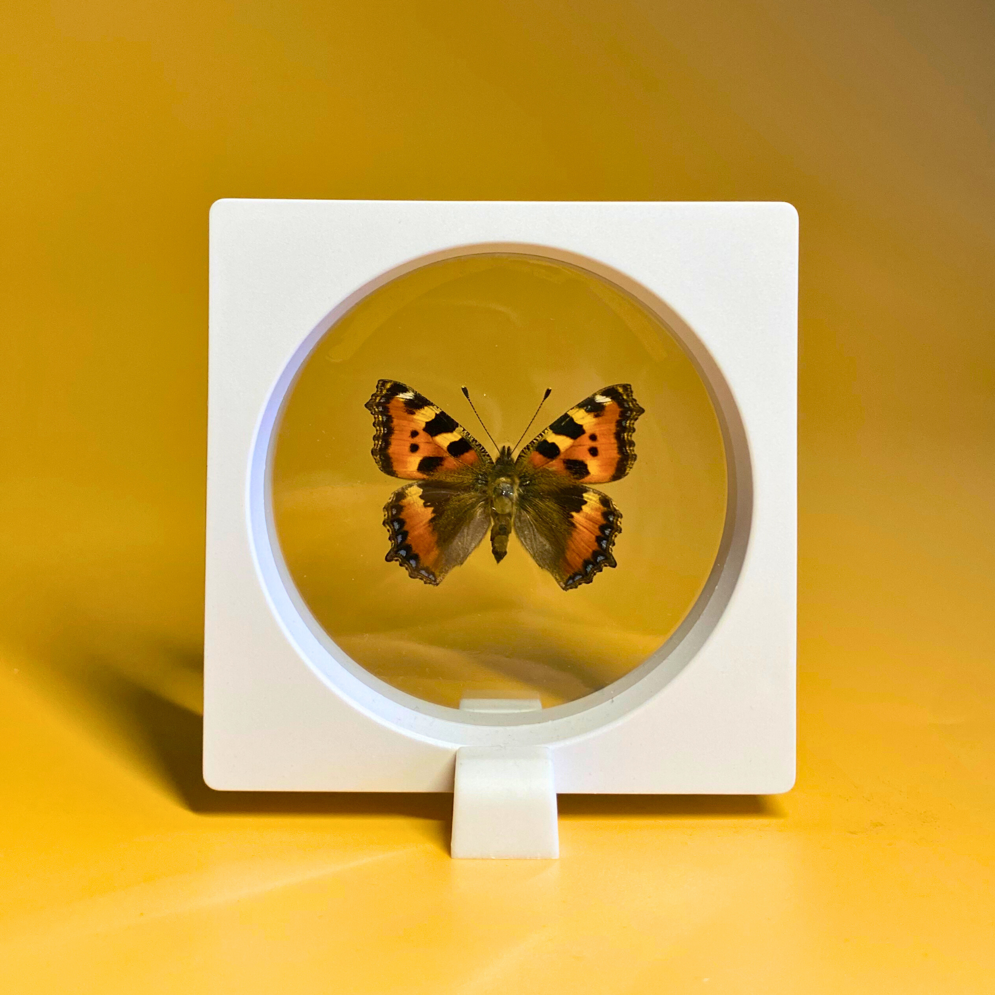butterfly frame