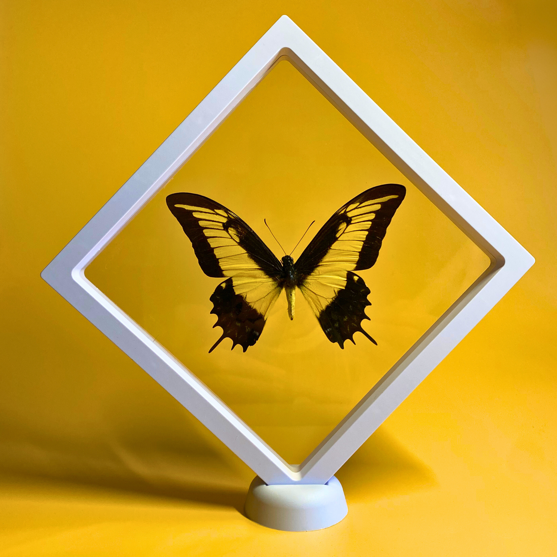 butterfly frame