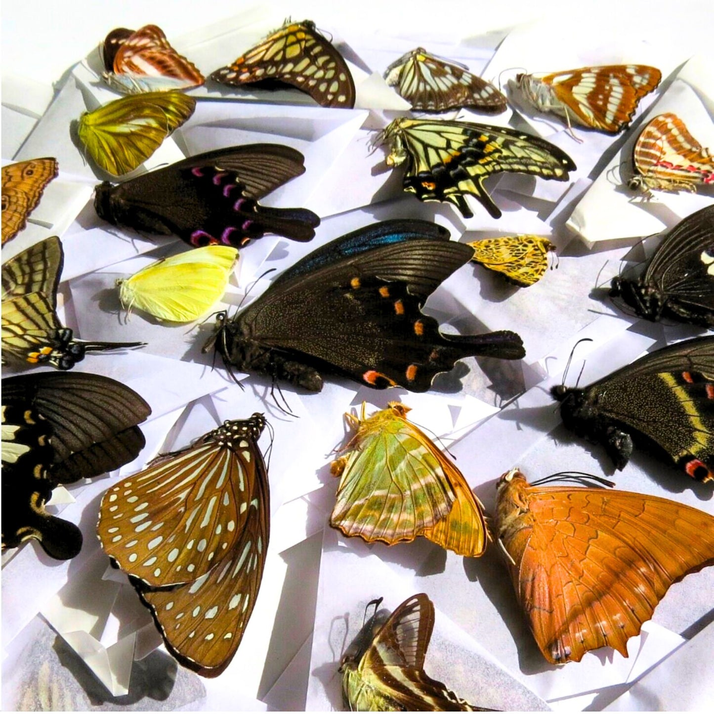 dry tropical butterflies