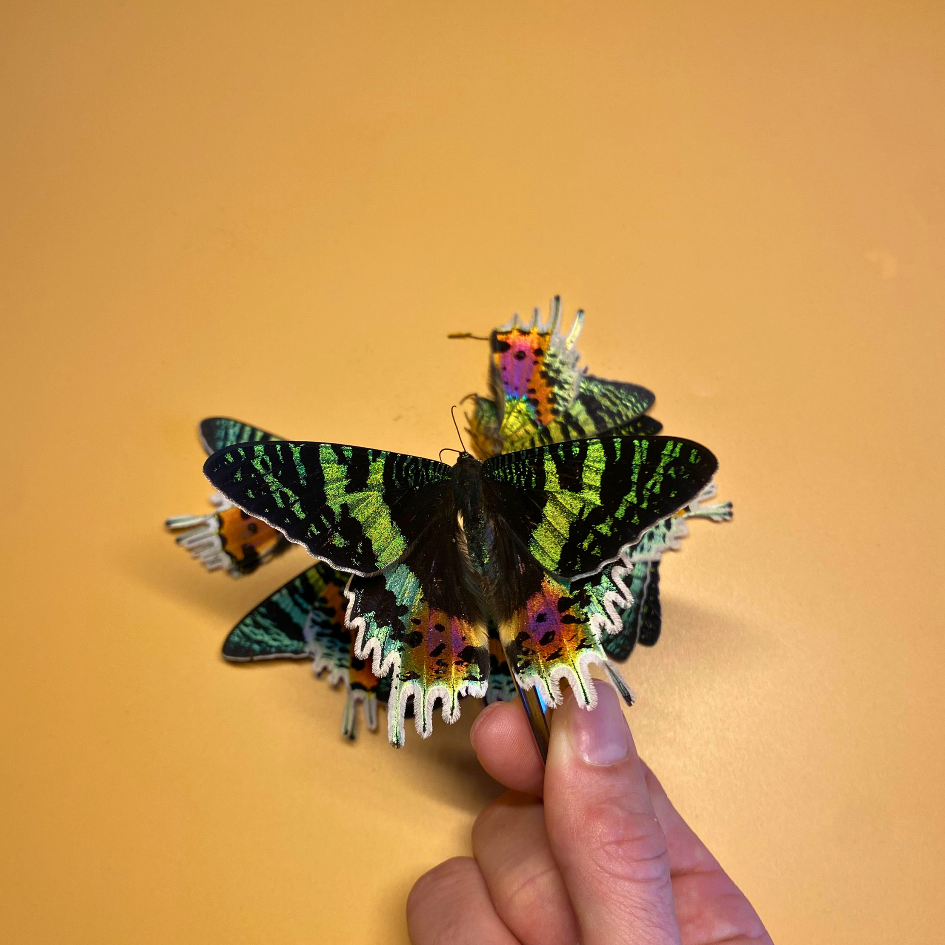 madagascar sunset moth
