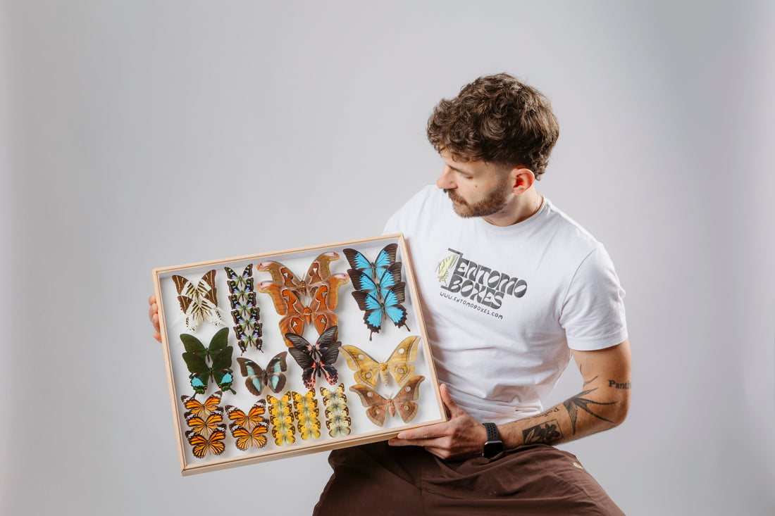 Chris d'EntomoBoxes tenant un cadre d'exposition avec des papillons et papillons de nuit colorés étalés