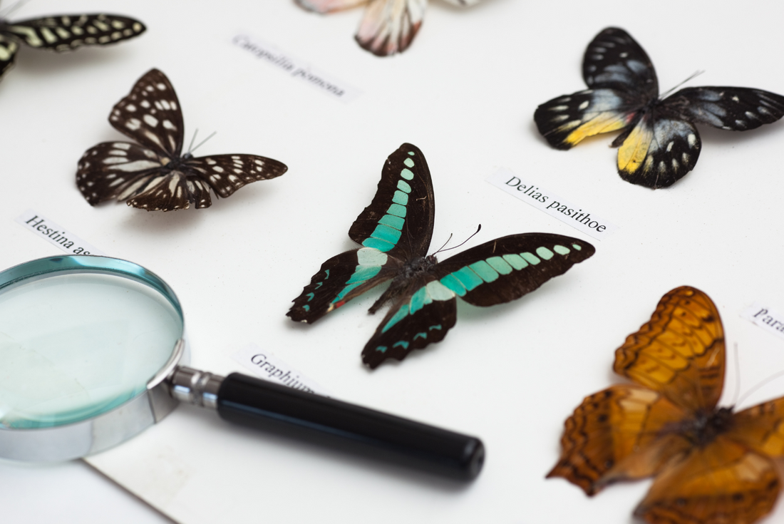 Illustration en collage de spécimens de papillons et d'insectes étalés