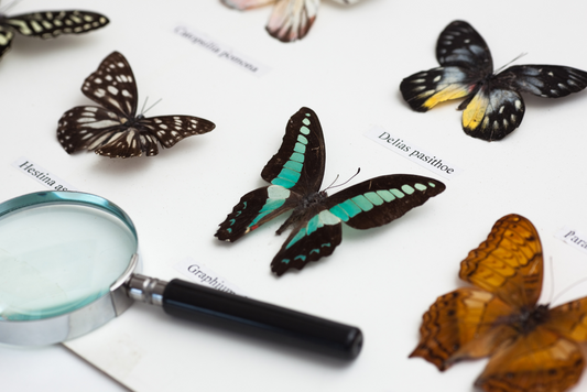 Illustration en collage de spécimens de papillons et d'insectes étalés