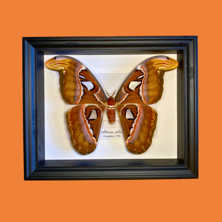 Butterflies & Moths in Frame