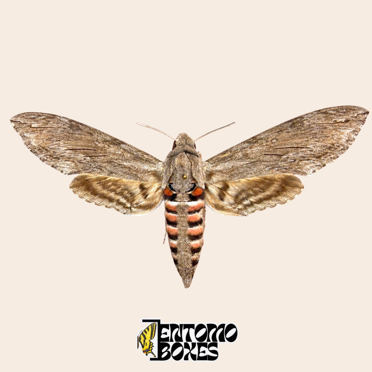 Agrius convolvuli sphinx du liseron, spécimen étalé ailes ouvertes, ailes antérieures grises et abdomen rayé rose et noir, qualité A