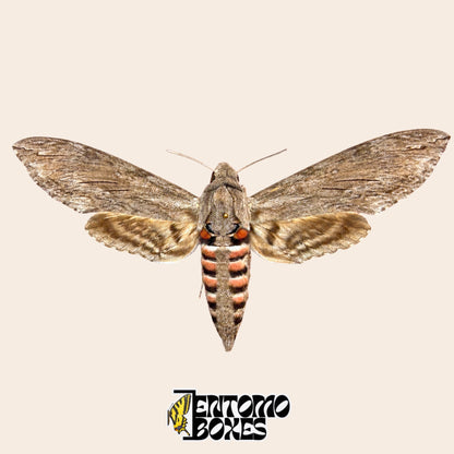 Agrius convolvuli sphinx du liseron, spécimen étalé ailes ouvertes, ailes antérieures grises et abdomen rayé rose et noir, qualité A