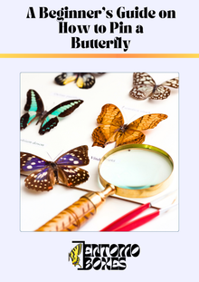 Guide d'étalage des papillons (PDF)