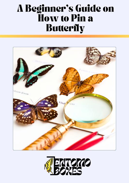 Guide d'étalage des papillons (PDF)