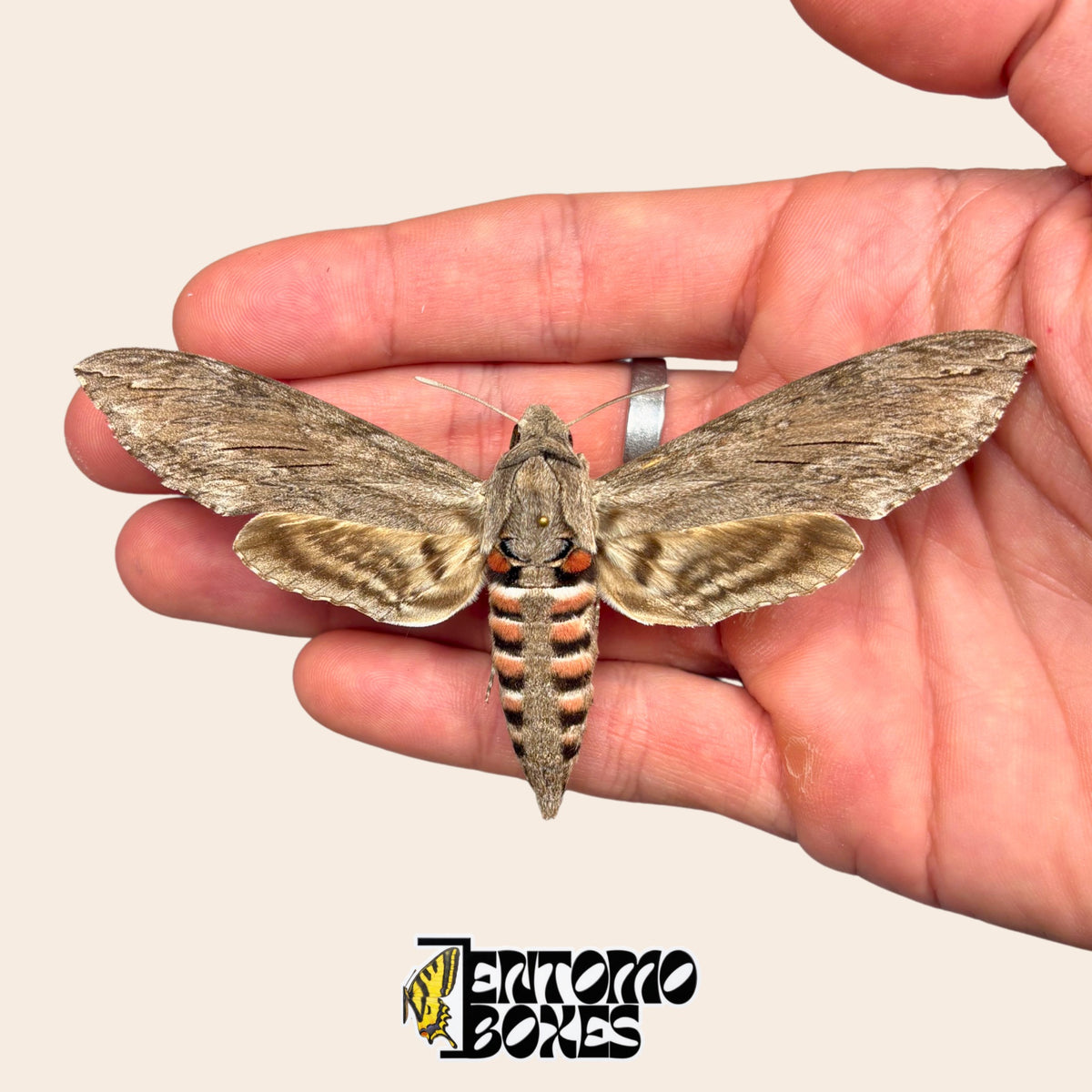 Sphinx du liseron Agrius convolvuli étalé, tenu dans la main pour montrer sa taille, qualité A