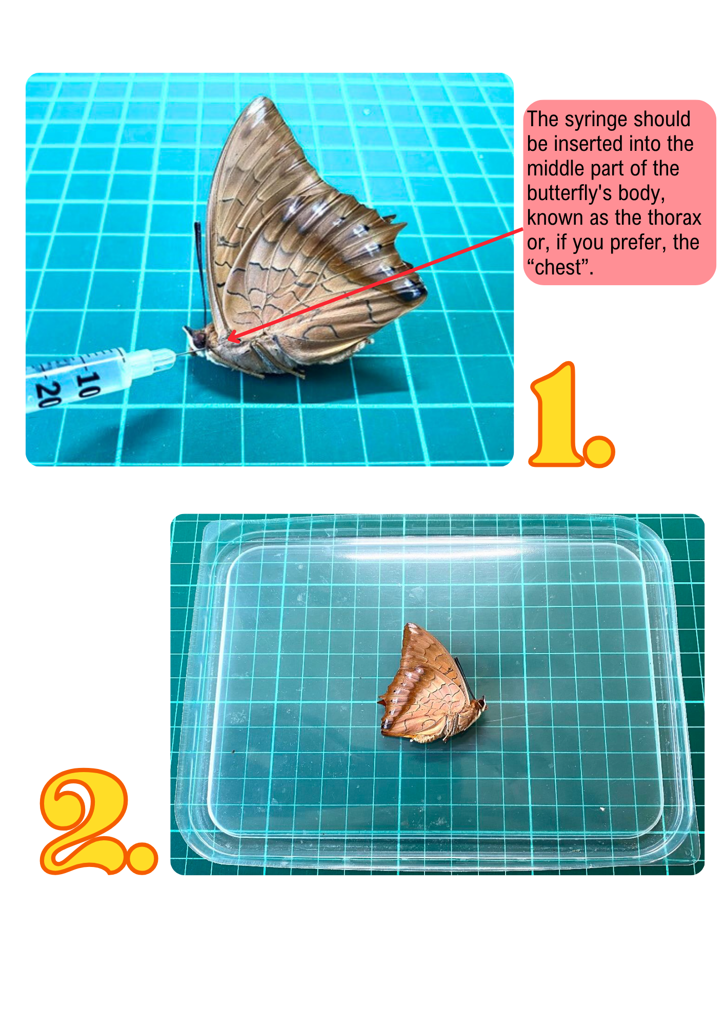 Guide d'étalage des papillons (PDF)