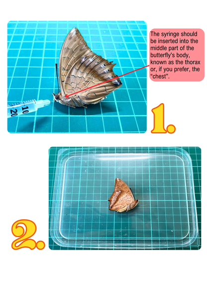 Guide d'étalage des papillons (PDF)