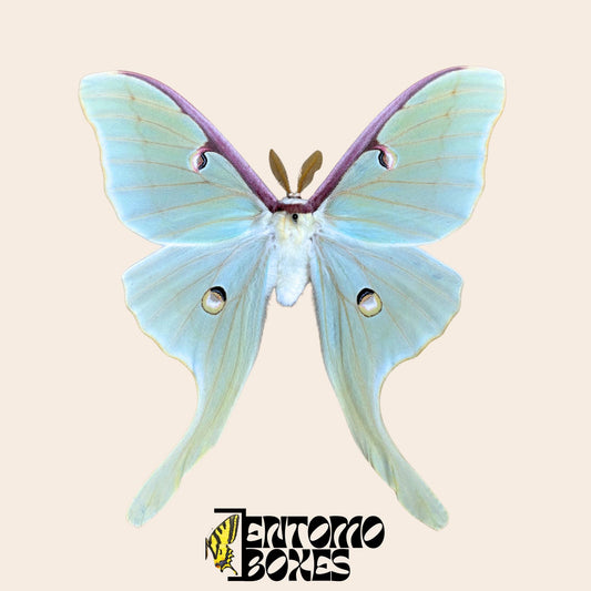 actias luna pinned male with opened wings