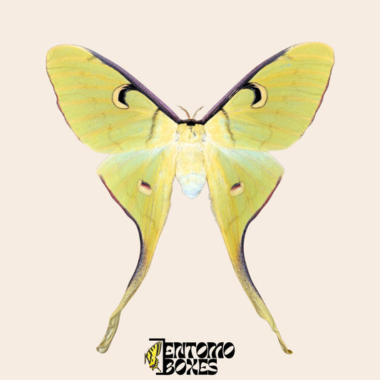 actias meanas female pinned