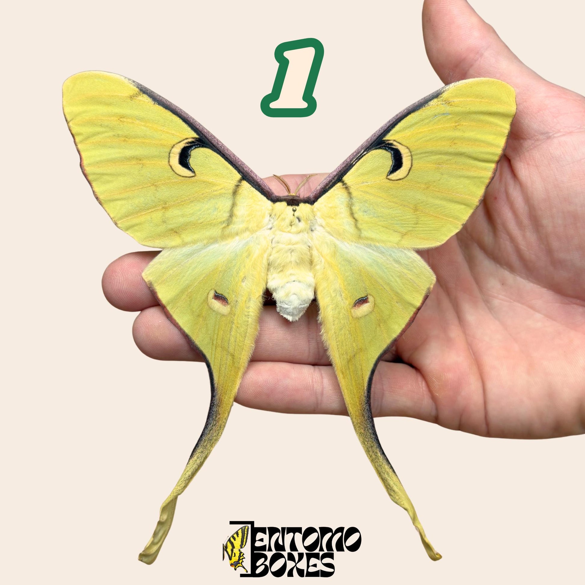 actias meanas female pinned