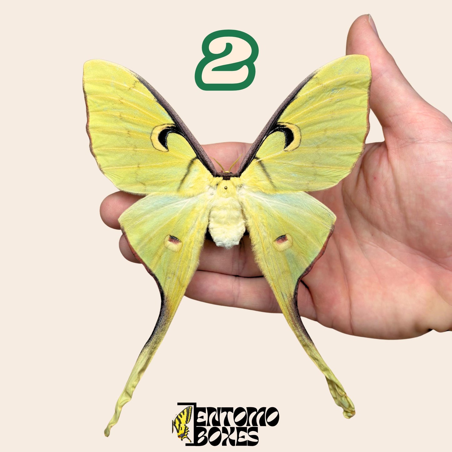 actias meanas female pinned