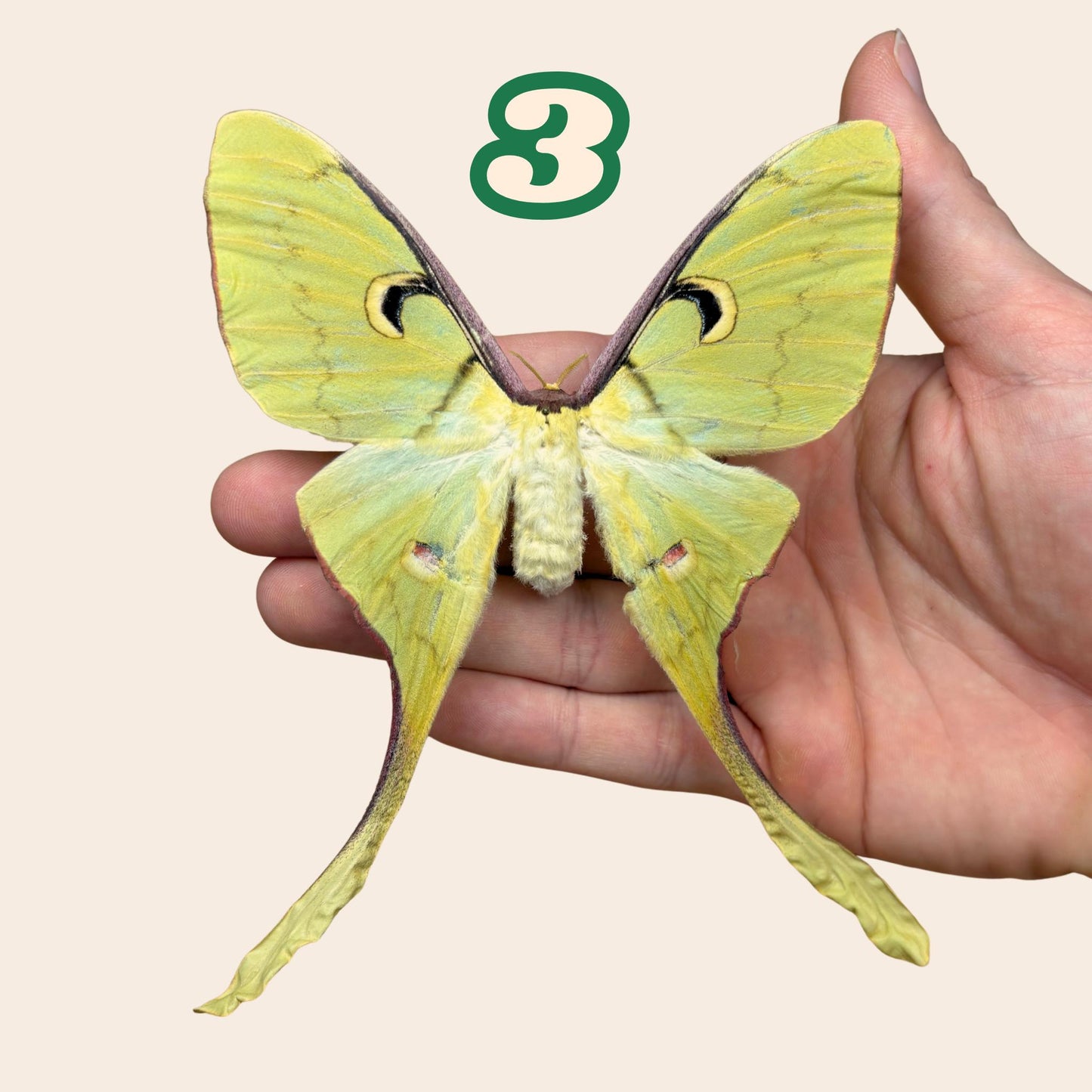 actias meanas female pinned