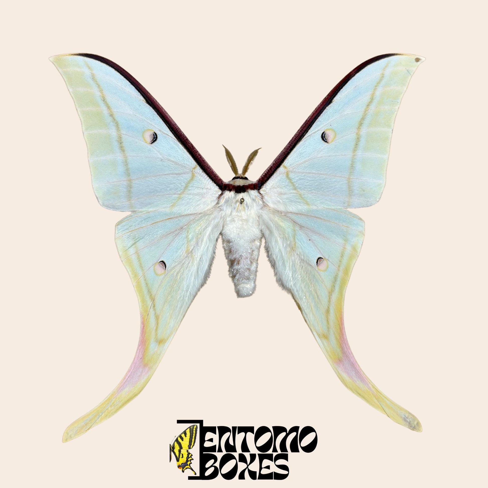 actias selene male pinned moth