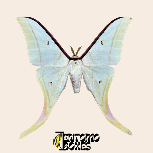 actias selene male pinned moth