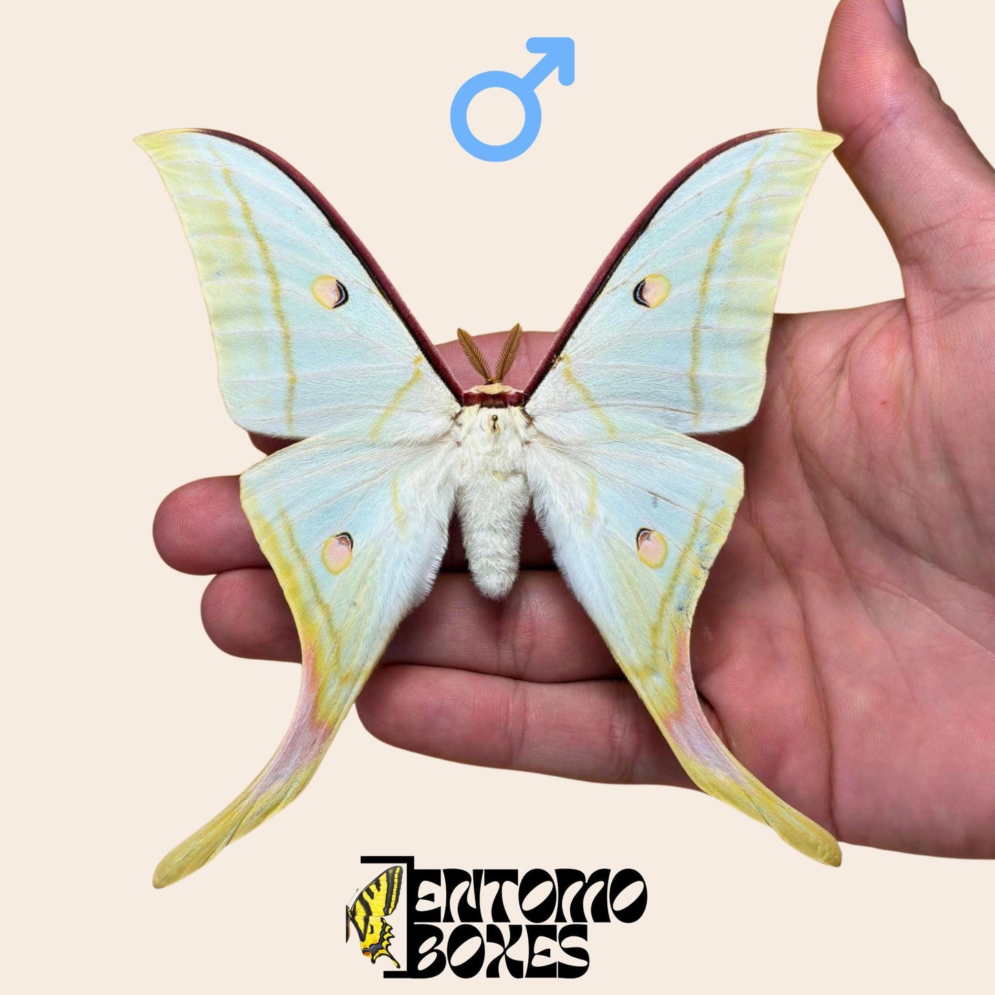 actias selene male pinned moth